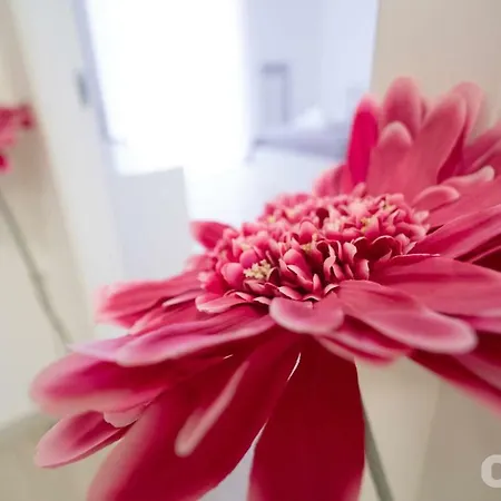 בית הארחה Casa Viviana - Policlinico